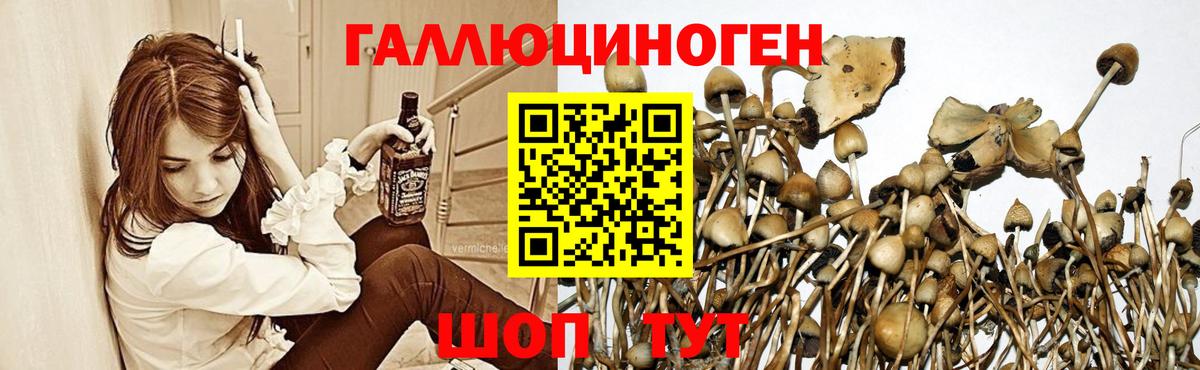 Галлюциногенные грибы Psilocybine cubensis Шадринск